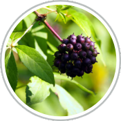 Hanami Sleep Restore - 1 Month - $45